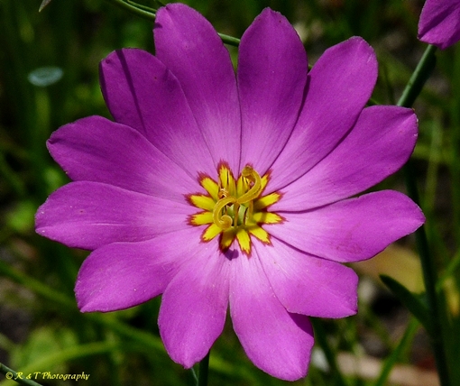 {Sabatia decandra}
